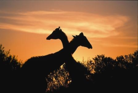 temba-game-reserve-grahamstown-accommodation-29