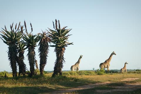 temba game reserve grahamstown accommodation 20